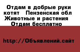 Отдам в добрые руки котят - Пензенская обл. Животные и растения » Отдам бесплатно   